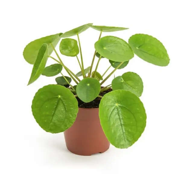 Pilea Peperomioides Krukväxt Ø13 cm, Höjd ca 20 cm