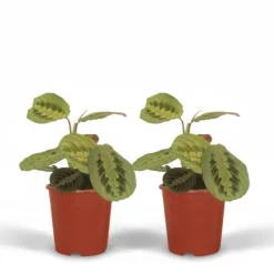 Pilkkransväxt (Maranta) 2-pack Ø12cm, Höjd ca 20cm