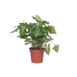 Pilspetsranka - Syngonium podophyllum 'Pixie' - Höjd 25-40cm - Pot 12cm