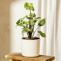 Pilspetsranka - Syngonium podophyllum 'Pixie' - Höjd 25-40cm - Pot 12cm