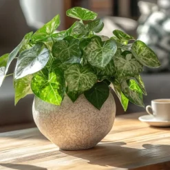 Pilspetsranka - Syngonium podophyllum 'Pixie' - Höjd 25-40cm - Pot 12cm