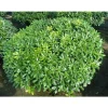 PITTOSPORUM PITTOSPORO NANUM VASO 19CM Ständiga och Klättrande نباتات