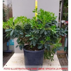 PITTOSPORUM PITTOSPORO NANUM VASO 19CM Ständiga och Klättrande نباتات
