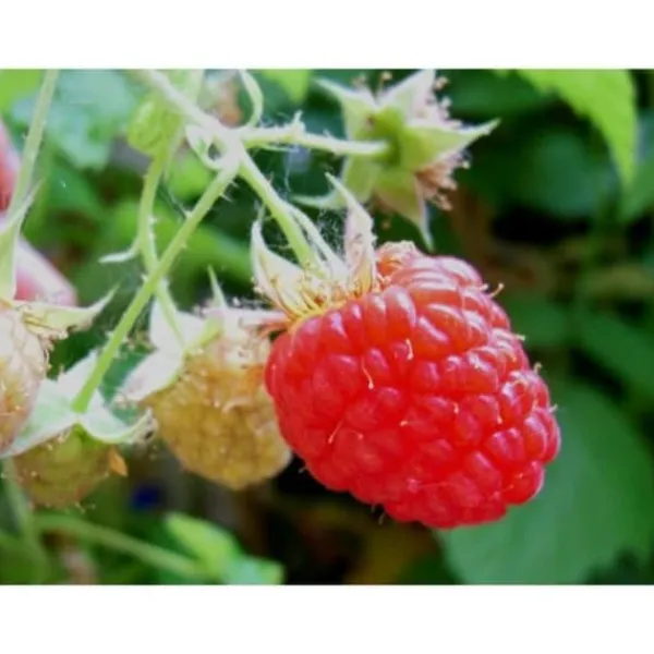 Sale Plante - INGEN NAMN - Lampone Rosso Heritage - Härdiga buskar - Smakrika frukter - Höjd 20-30 cm Buskar