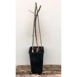 Sale Plante - INGEN NAMN - Lampone Rosso Heritage - Härdiga buskar - Smakrika frukter - Höjd 20-30 cm Buskar