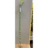 Hot Plante - LUCKY BAMBOO - Spirale 100CM - Grön - Naturliga fibrer - Dracaena sanderiana Krukväxter Inomhus