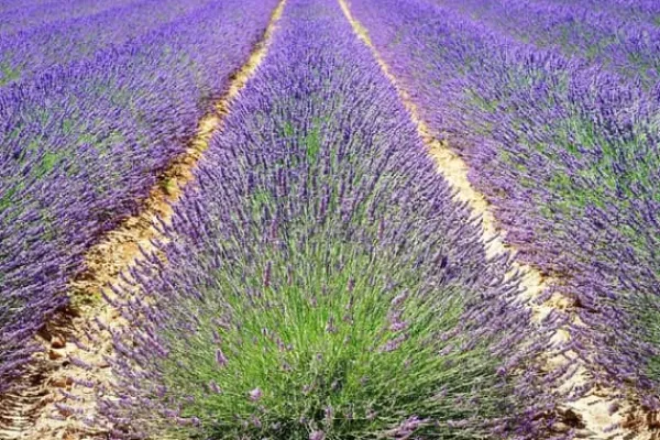 PLANTON L flerkomponentsgödsel för lavendel 200g Gödningsmedel