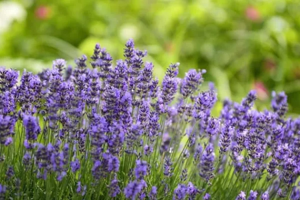PLANTON L flerkomponentsgödsel för lavendel 200g Gödningsmedel
