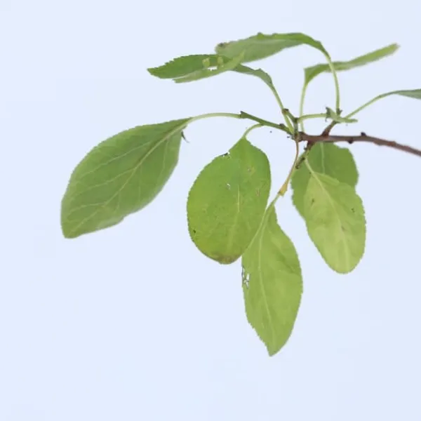Plommonträd - Prunus domestica 'Opal' - Höjd 90-100cm - ⌀21cm