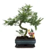 Clearance Poivre de Bonsaï Szechuan - Zanthoxylum piperitum - ca 10 år Krukväxter Inomhus