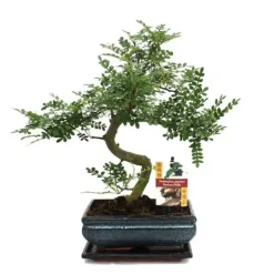 Clearance Poivre de Bonsaï Szechuan - Zanthoxylum piperitum - ca 10 år Krukväxter Inomhus