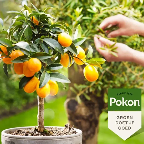 Hot Pokon - Flytande gödselmedel för medelhavsväxter - 500 ml Gödningsmedel