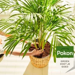 Online Pokon flytande växtmat - palmer - 250ml Gödningsmedel