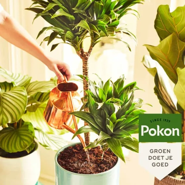 Sale Pokon växtnäring för krukväxter i pulverform – 100 gram Gödningsmedel