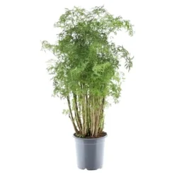 Discount Polyscias hawaiiana "Ming" - Flikbladig buske - persilja - höjd ca 100 cm Krukväxter Inomhus