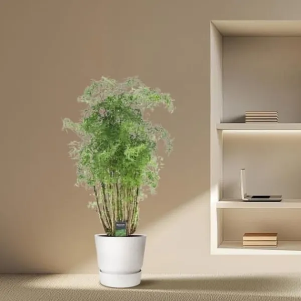Discount Polyscias hawaiiana "Ming" - Flikbladig buske - persilja - höjd ca 100 cm Krukväxter Inomhus