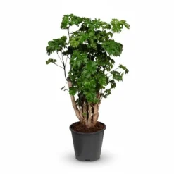 Polyscias Krukväxt Ø17 cm, Höjd ca 60 cm - Grön Inredningsdetalj