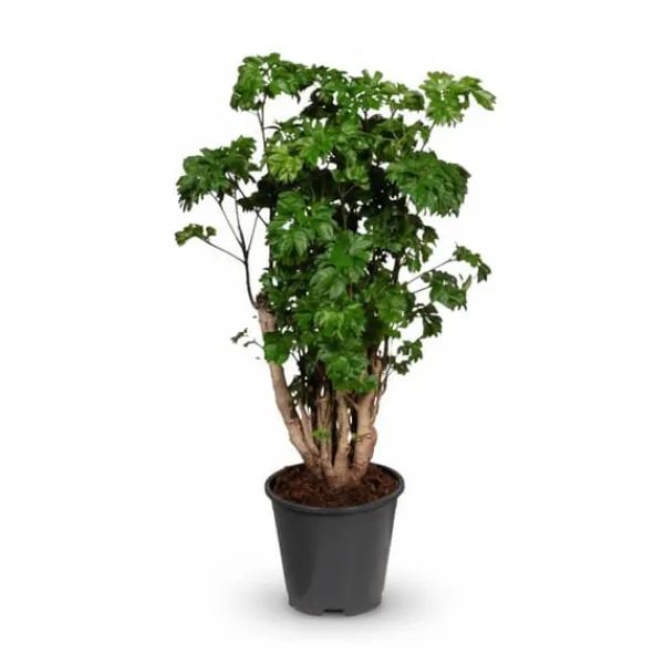 Polyscias Krukväxt Ø17 cm, Höjd ca 60 cm - Grön Inredningsdetalj