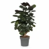 Polyscias Scutellaria Krukväxt Ø19 cm Höjd ca 60 cm Krukväxter Inomhus