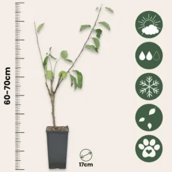 Äppelträd - Malus - Höjd 60-70cm - ⌀17cm