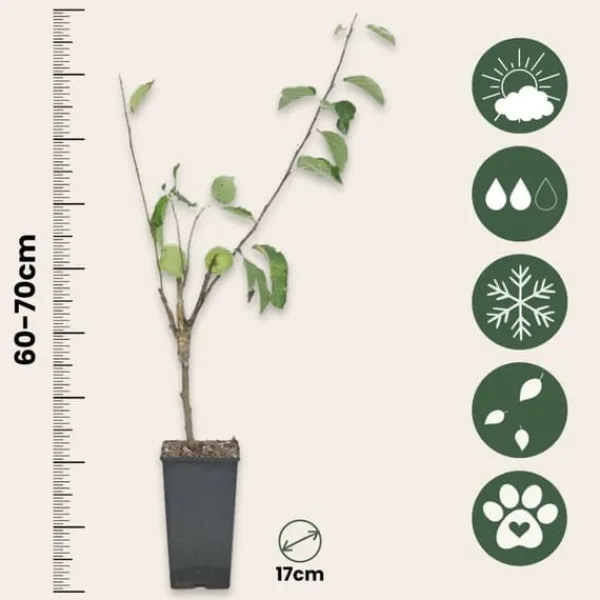 Äppelträd - Malus - Höjd 60-70cm - ⌀17cm