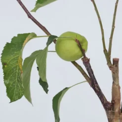 Äppelträd - Malus - Höjd 60-70cm - ⌀17cm