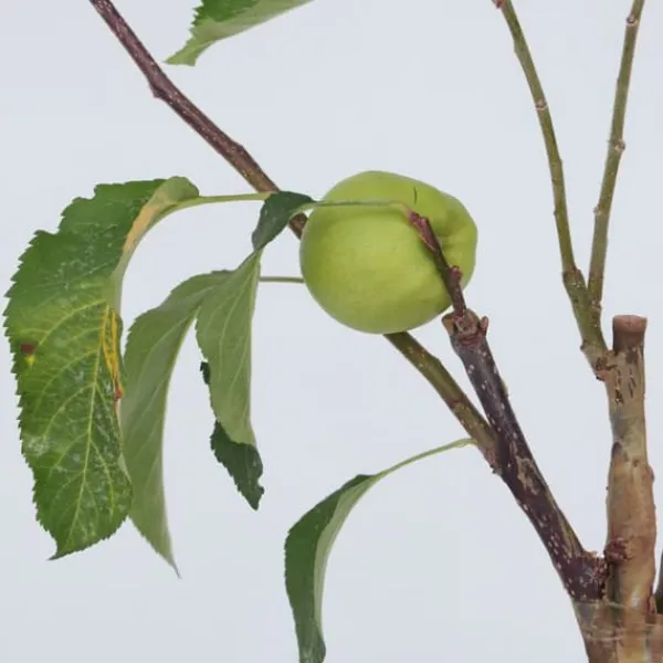 Äppelträd - Malus - Höjd 60-70cm - ⌀17cm