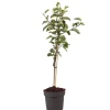 Äppelträd - Malus domestica 'Elstar' - Höjd 90-100cm - ⌀21cm