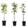 Clearance Äppelträd - Set om 3 - Malus - Höjd 60-70cm - ⌀9cm Träd