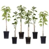 Äppelträd - Set om 6 - Malus - Höjd 60-70cm - ⌀9cm