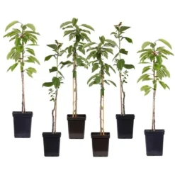 Äppelträd - Set om 6 - Malus - Höjd 60-70cm - ⌀9cm