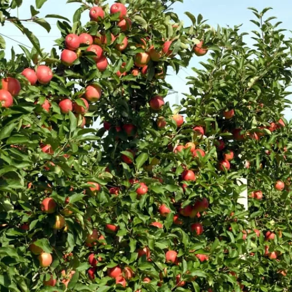 Äppelträd - Set om 6 - Malus - Höjd 60-70cm - ⌀9cm