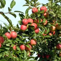 Äppelträd - Set om 6 - Malus - Höjd 60-70cm - ⌀9cm