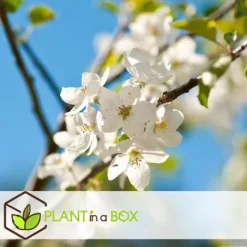 Äppelträd - Set om 6 - Malus - Höjd 60-70cm - ⌀9cm