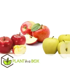 Äppelträd - Set om 6 - Malus - Höjd 60-70cm - ⌀9cm