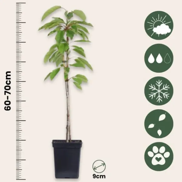 Äppelträd - Set om 6 - Malus - Höjd 60-70cm - ⌀9cm