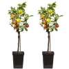 Sale Äppelträd - Set om 2 - Malus - Höjd 60-70cm - ⌀17cm Träd