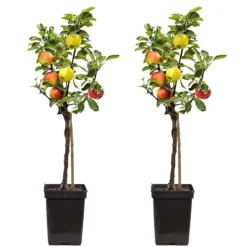 Sale Äppelträd - Set om 2 - Malus - Höjd 60-70cm - ⌀17cm Träd