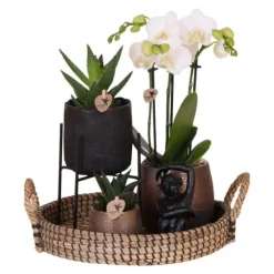 Hot Presentset orkidé 'Copper XL' - Phalaenopsis - Höjd 35cm Krukväxter Inomhus