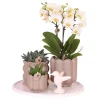 Hot Presentset orkidé 'White Tray XL' - Phalaenopsis - Höjd 35cm Krukväxter Inomhus