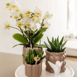 Hot Presentset orkidé 'White Tray XL' - Phalaenopsis - Höjd 35cm Krukväxter Inomhus