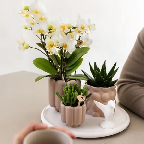 Hot Presentset orkidé 'White Tray XL' - Phalaenopsis - Höjd 35cm Krukväxter Inomhus