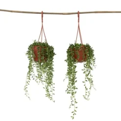Outlet Pärlsnöre - Set om 2 - Senecio rowleyanus - Höjd 10-20cm - ⌀12cm Krukväxter Inomhus
