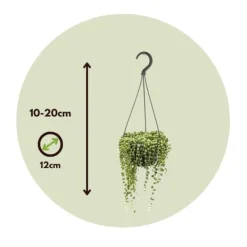 Outlet Pärlsnöre - Set om 2 - Senecio rowleyanus - Höjd 10-20cm - ⌀12cm Krukväxter Inomhus