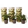 Päronmelon - Set om 3 - Solanum Muricatum 'Pepino gold' - Höjd 25-40cm - ⌀9cm