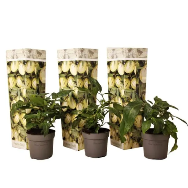 Päronmelon - Set om 3 - Solanum Muricatum 'Pepino gold' - Höjd 25-40cm - ⌀9cm