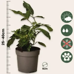 Päronmelon - Set om 3 - Solanum Muricatum 'Pepino gold' - Höjd 25-40cm - ⌀9cm