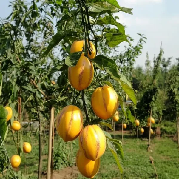Päronmelon - Set om 3 - Solanum Muricatum 'Pepino gold' - Höjd 25-40cm - ⌀9cm