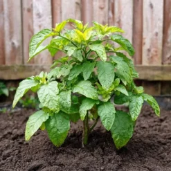Päronmelon - Set om 3 - Solanum Muricatum 'Pepino gold' - Höjd 25-40cm - ⌀9cm