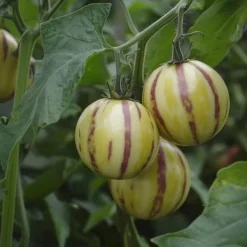 Päronmelon - Set om 3 - Solanum Muricatum 'Pepino gold' - Höjd 25-40cm - ⌀9cm